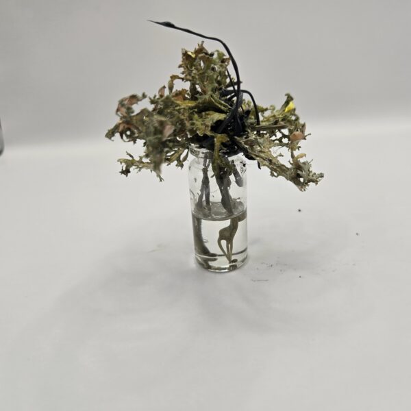 Exsilum Plantae C-1